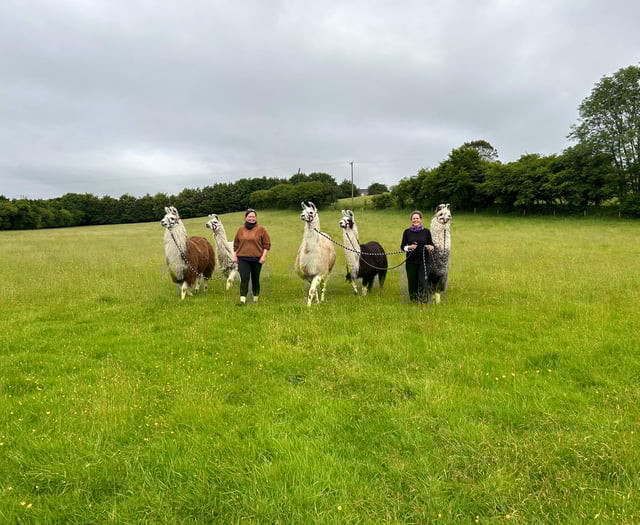 'Completely heartbroken', say owners as Dartmoor Llama Walks to close